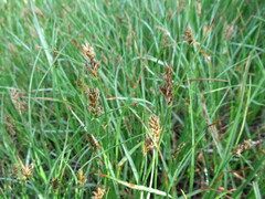 Blysmus sinocompressus