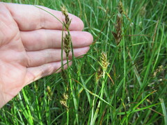 Blysmus sinocompressus