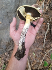 Agaricus didymus