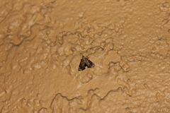Hypsopygia phoezalis