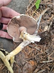 Agaricus didymus