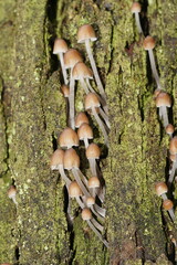 Mycena subgalericulata