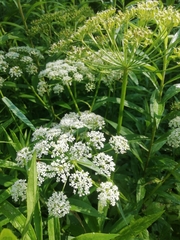 Sium latifolium