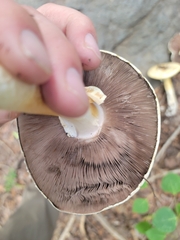 Agaricus didymus