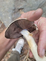 Agaricus didymus