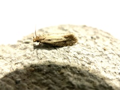 Lepidoptera
