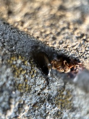Amara aenea