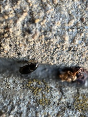 Amara aenea