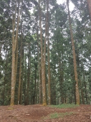 Agathis dammara