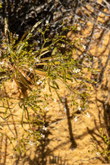 Stylidium kalbarriense