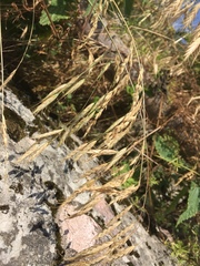 Bromus tectorum