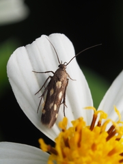 Eretmocera impactella