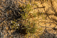 Stylidium kalbarriense