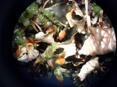 Peltigera neopolydactyla