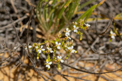 Stylidium kalbarriense