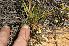Stylidium kalbarriense