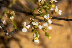 Stylidium kalbarriense