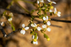 Stylidium kalbarriense