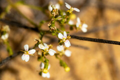 Stylidium kalbarriense