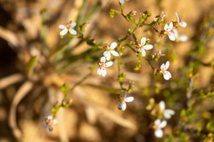 Stylidium kalbarriense