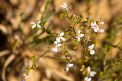 Stylidium kalbarriense