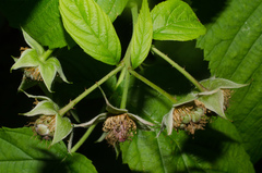 Rubus idaeus idaeus