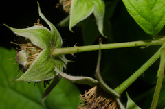 Rubus idaeus idaeus