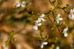 Stylidium kalbarriense