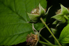 Rubus idaeus idaeus