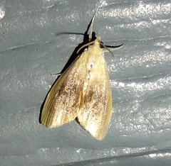 Glaphyria fulminalis