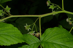 Rubus idaeus idaeus
