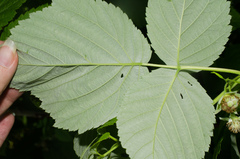 Rubus idaeus idaeus