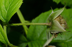Rubus idaeus idaeus
