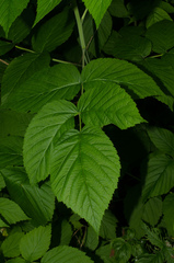 Rubus idaeus idaeus