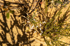 Stylidium kalbarriense