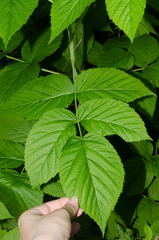 Rubus idaeus idaeus