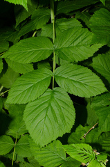 Rubus idaeus idaeus