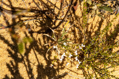 Stylidium kalbarriense