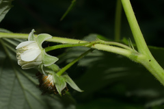 Rubus idaeus idaeus