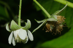 Rubus idaeus idaeus