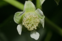 Rubus idaeus idaeus