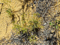 Stylidium kalbarriense
