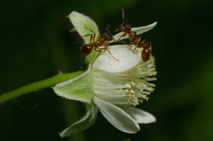 Rubus idaeus idaeus