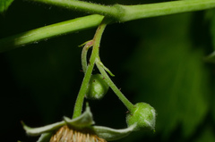 Rubus idaeus idaeus