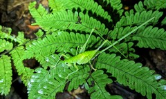 Daedalellus