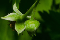 Rubus idaeus idaeus