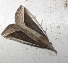 Hypena conscitalis