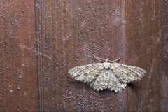 Ectropis arizanensis