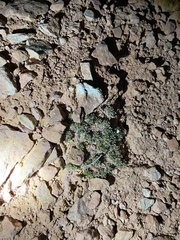 Eriogonum aretioides