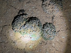 Eriogonum aretioides